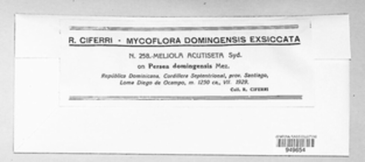 Meliola acutiseta image